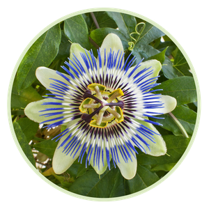 Passionsblume beruhigt auf natürliche Art