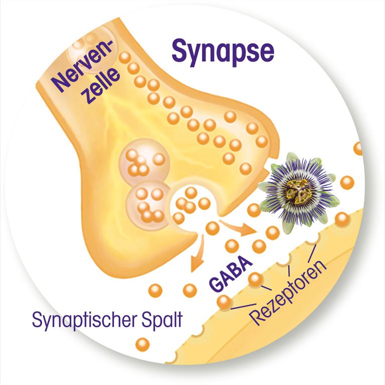 Wie Wirkt Alkohol Auf Die Synapsen infografik_synapse - Passiflora Curarina® hilft!