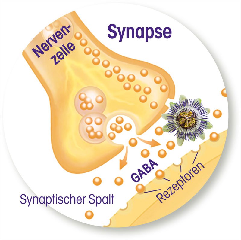 infografik_synapse Passiflora Curarina® hilft!
