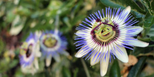 Passiflora incarnata Heilkräuter der Seele