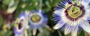 Passionsblumenkraut