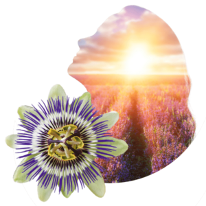 Seelenruhe innerer Frieden Passionsblume