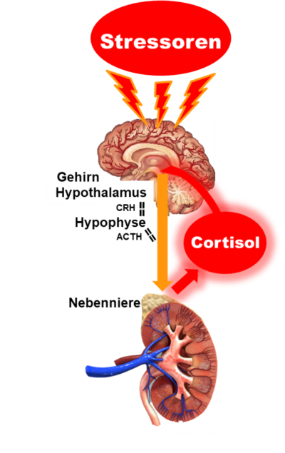 Hypothalamus Hypophysen Nebennierenrinden Achse Stressreaktion - Passiflora Curarina® hilft!